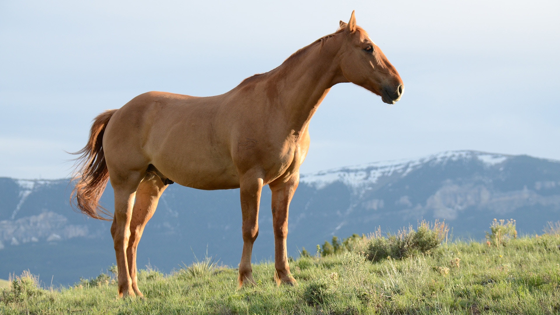 animal-equine-farm-635499